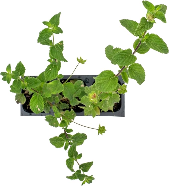 3 Lavender Lantana in 2.5” Nursery Cubes (Lantana montevidensis) | Trailing Live Evergreen Shrub for Containers & Landscapes | Ready-to-Plant Live Starter Plants