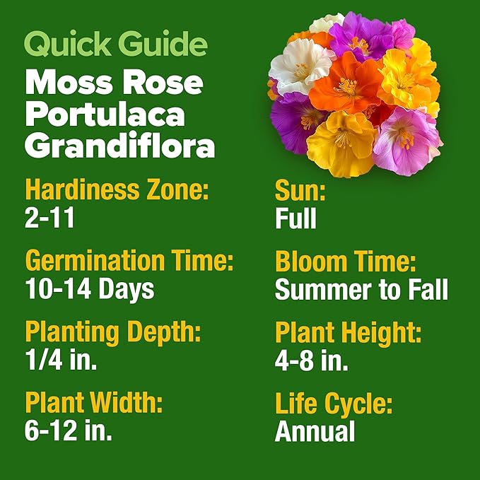 HOME GROWN 23,500+ Moss Rose Seeds (Bulk Pack) Annual Flower for Ground Cover - Heirloom Non GMO Portulaca Seeds for Planting Outdoors - Great for Low-Maintenance Gardens (Portulaca grandiflora)