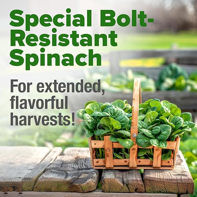 HOME GROWN Bloomsdale Spinach Seeds Pack – 353 Heirloom Seeds – High Germination Spinach for Indoor, Outdoor, Hydroponic Planting & Home Gardens (Spinacia oleracea)