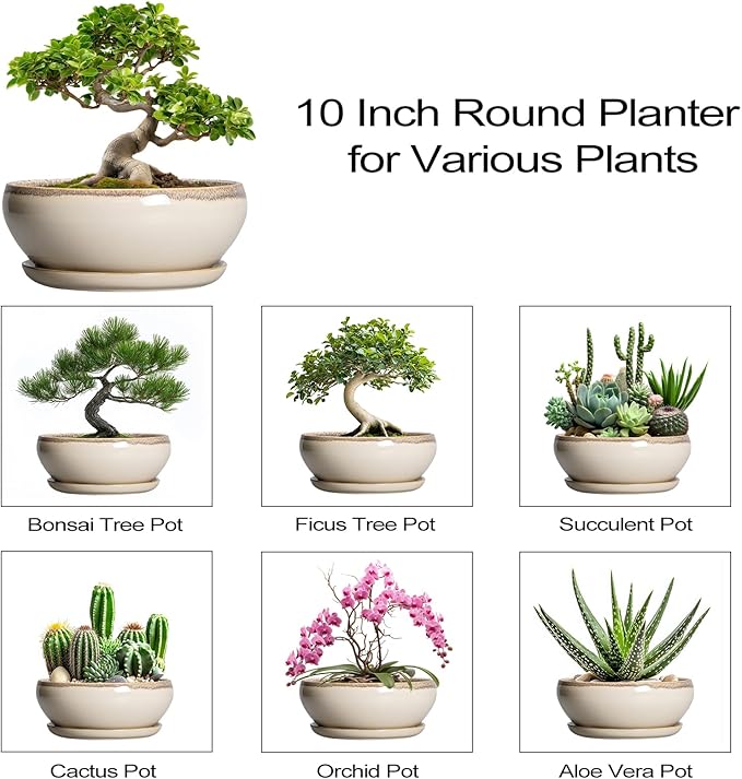 SQOWL Bonsai Tree Pots - 10 Inch Ceramic Succulent Pots, Round Shallow Planter with Drainage Hole and Tray, Bowl Planter for Indoor Outdoor Plants Flowers, Room Decor, Garden Gifts, Beige