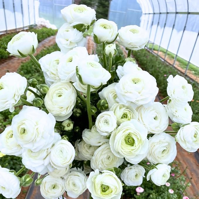 25 Ranunculus Bulbs for Fall Planting, Perennial Flowers Bulbs for Gardens, Vibrant Peony Buttercup Corms for Outdoor Borders (White Ranunculus)