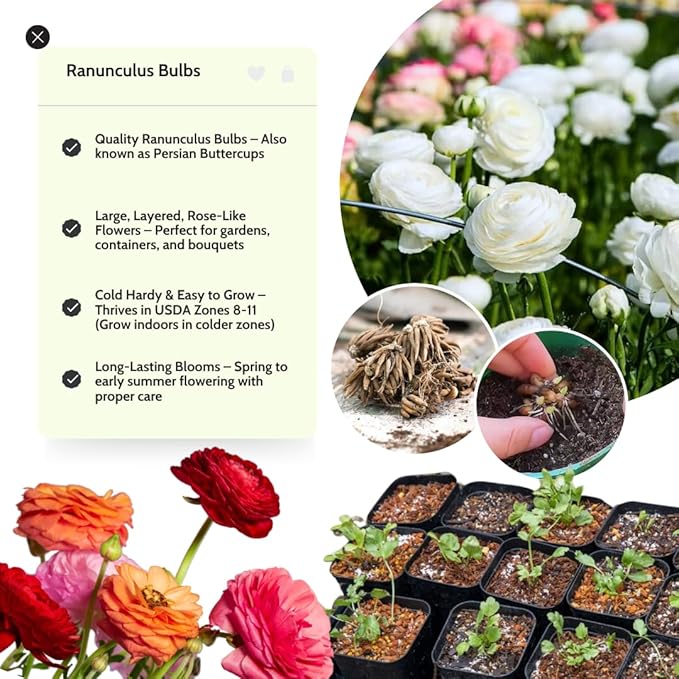 Ranunculus Bulbs for Planting, 25 White Ranunculus Bulbs for Fall Planting, French Peony Ranunculus Corms Bulk Ranunculus Flowers Buttercups, Butterfly Ranunculus Bulbs to Grow