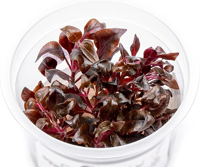 SubstrateSource Live Plant - Alternanthera Reineckii Lilacina Red Stem Tissue Culture Aquatic Live Aquarium Plant - 100% Snail Free in Vitro Cup (AR Lilacina)