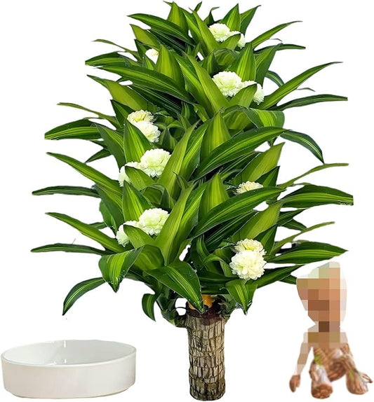 Brazilian Lucky Wood Plant, Brazilian Wood with Energy Crystals, Low-Light Office, Bedroom Decor, Home Good Luck Decor (Little People)