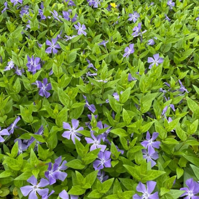 Set 24 of Periwinkle Plants Live, Vinca Plants Live, Vinca Ground Cover Vine Bare Roots from 6 Inc Tall