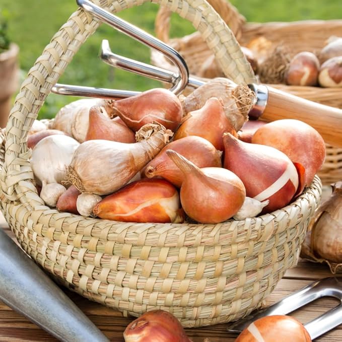 15 Red Tulip Bulbs for Fall Planting, Tulip Spring Flower Bulbs Perennial Outdoor, Colorful Blooms Groundcover Bulb