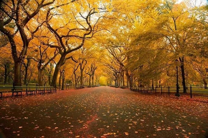 5 American Elm Trees - 12-18" Tall Live Plants - Fast Growing Shade Tree Seedlings - Ulmus Americana - (5 Pack)
