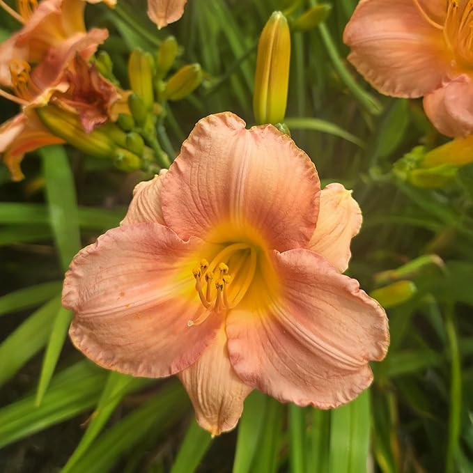 My Melinda Daylily Flower Bulbs – Soft Pink Reblooming Variety with Lime-Green Throat – Hardy Summer-to-Fall Perennial (Zones 3–9) Fall Planting Spring Blooming