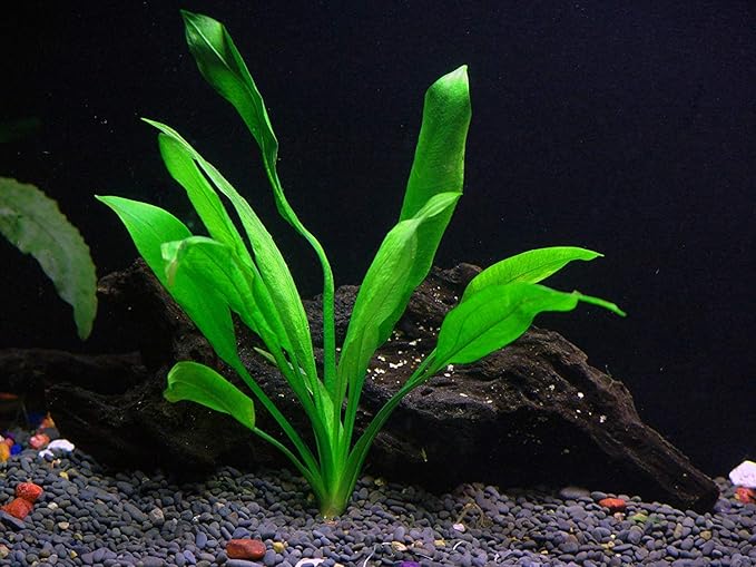 Potted Live Aquarium Plants Bundle - Easy and Snail Free Aquatic Plants (6 Pots)