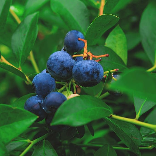 Bluecrop Bare Root Blueberry Plant, 3-Year Old Plant - Best All Around Blueberry! from Hand Picked Nursery (5)