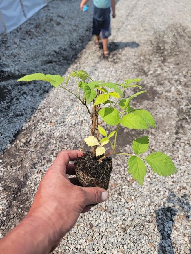 COHO Red Raspberry (Rubus) - Starter Plant (7L) (1 Live Plant)