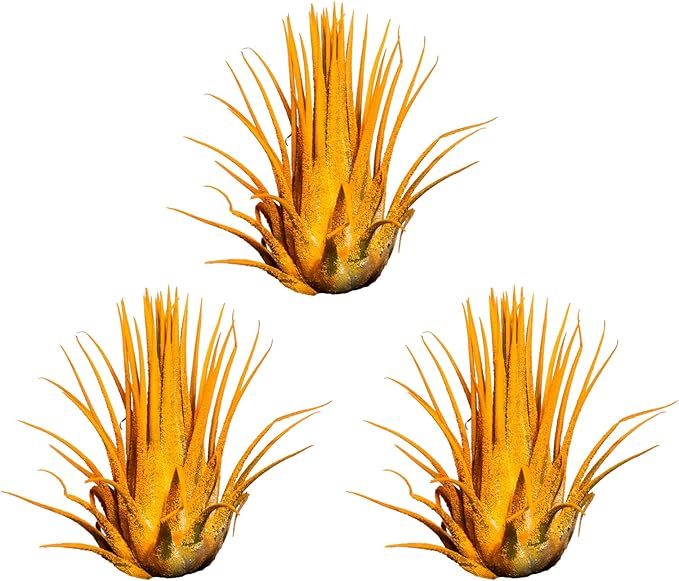 Air Plants 3 Pack - Tillandsia Ionantha - 3 Hole Planter - Organically Enhanced Color - Live Arrival Guaranteed - House Plants for Home Decor & Gift (3Pk + Black Planter) (3Pk Marigold + Tan 3 Hole)