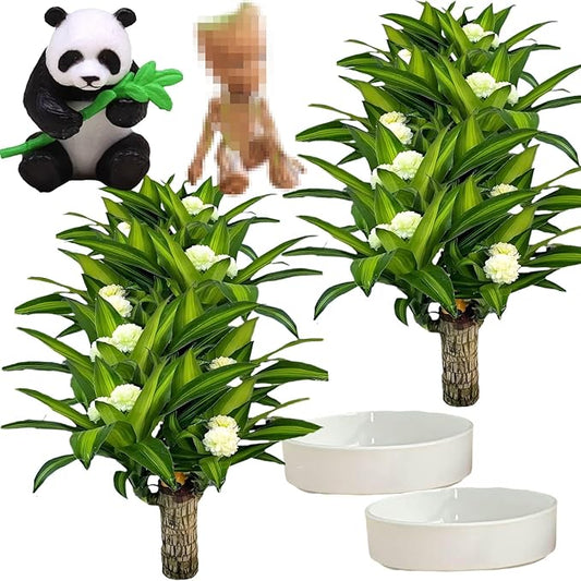 Brazilian Lucky Wood Plant, Brazilian Wood with Energy Crystals, Low-Light Office, Bedroom Decor, Home Good Luck Decor (Little Man+Panda)