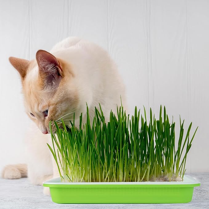 10 Pack Seed Sprouter Tray, Sprouter Microgreens Growing Kit BPA Free Nursery Tray Big Capacity Sprouts Growing Kit for Indoors or Outdoors Sprouting Seeds, Cat Grass, Beans, Wheatgrass