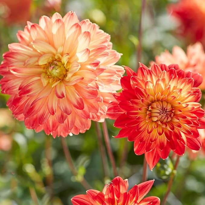 Dahlia Decorative Procyon Tubers – Stunning Large Summer Blooms, Perfect for Cutting Gardens | Pollinator-Friendly Perennial, Easy to Grow (3 Pack)