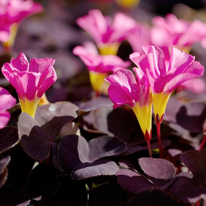 Easy to Grow Oxalis 'Garnet' Plant Bulbs (10 Pack) - Dark Purple Foliage & Pink Flowering Blooms in Summer Gardens