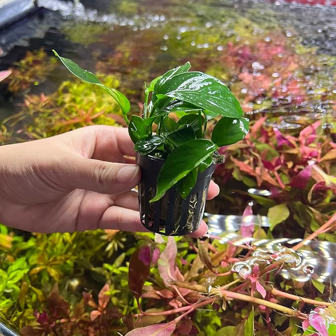 SubstrateSource Anubias Live Aquarium Plants - Potted Freshwater Plant for Fish Tanks, Terrariums - Beginner Friendly Low Light (Barteri Broad Leaf, 3 Pots)