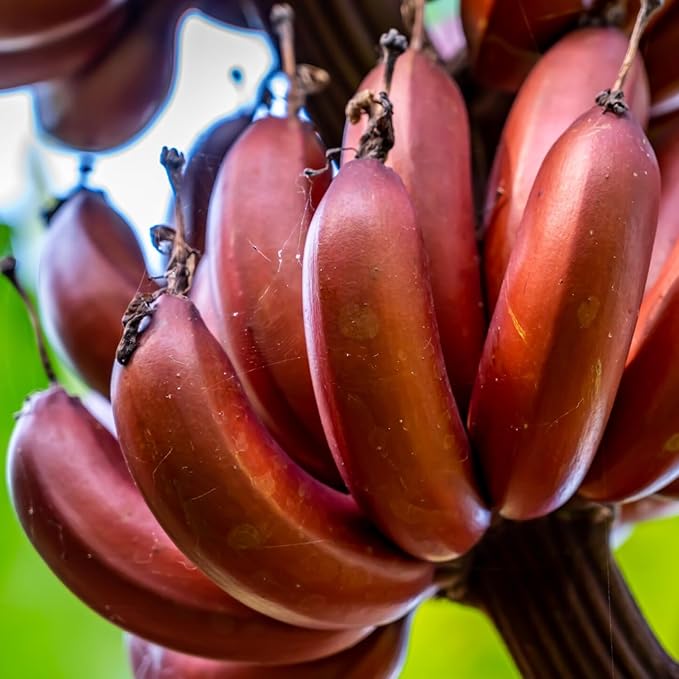 Banana Tree Live Plant, Cold Hardy Banana Plant Live, Tropical Banana Fruit Seedling, Well Rooted 4-8 Inch Tall (Red Banana)