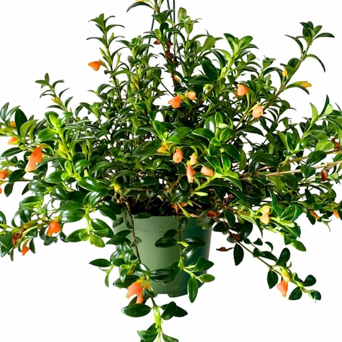 Goldfish Plant Live, Trailing Indoor Houseplant in 4 Inch Pot for Hanging Planters