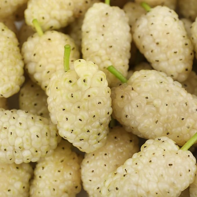 2 White Mulberry Plants - 12-18" Tall Live Plants - Sweet Mulberry Fruit Trees for Planting - Edible Berries Seedlings - Murus Alba - (2 Pack)