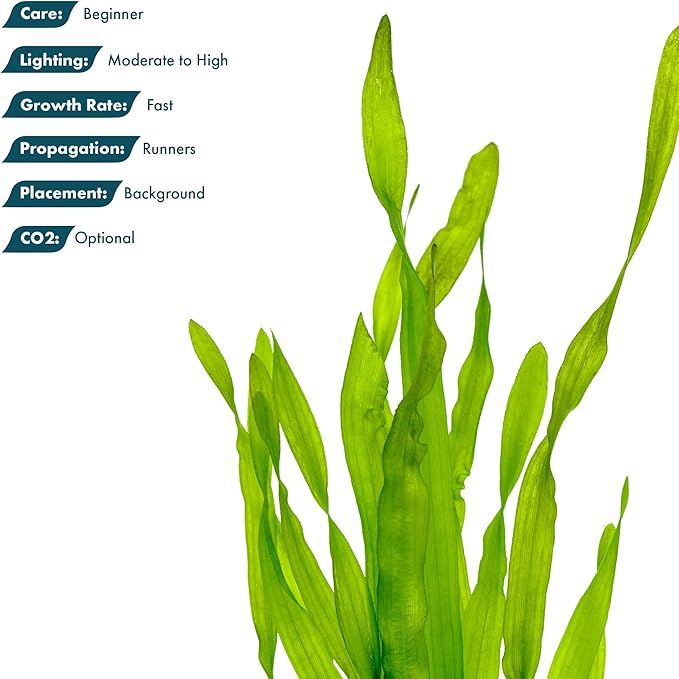 SubstrateSource Live Plant - Tall Grass, Vallisneria Americana - Easy Care, Moderate to High Light, Bright Green Accent, Freshwater Aquatic Plant for Aquascaping - Lead Bunch