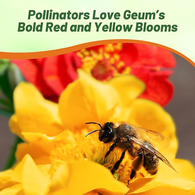 Outsidepride Sunbeam Geum Seeds - 10 Pcs Easy to Grow Perennial Flower Seeds for Planting with Vibrant Blooms Attractive to Pollinators, for Cut Flower Arrangements, Borders, & Flower Beds