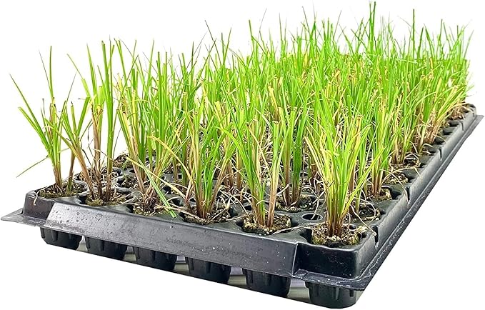 Nile Queen Papyrus | 10 Live Plants | Cyperus Shade & Wet Tolerant Aquatic Foliage