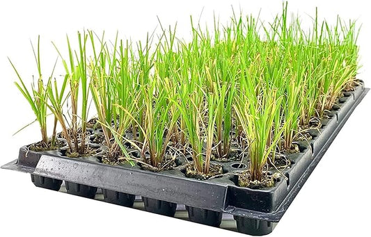Nile Queen Papyrus | 10 Live Plants | Cyperus Shade & Wet Tolerant Aquatic Foliage