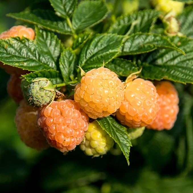 Set 2 Fall Gold Raspberry Plants Live, Raspberry Trees Live Plants, Raspberry Seedlings, 5-9 Inc, Raspberry Fruits Trees