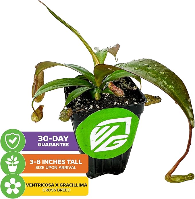 Rebecca Soper Pitcher Plant Live Carnivorous Starter Plant - Nepenthes by Wellspring Gardens