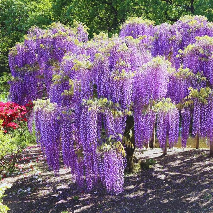 Purple Wisteria Tree Live Plant 6-12 Inc Height, Purple Wisteria Plant Live, Wisteria Vine Live Plant, Fragrant Flowers, in Pot