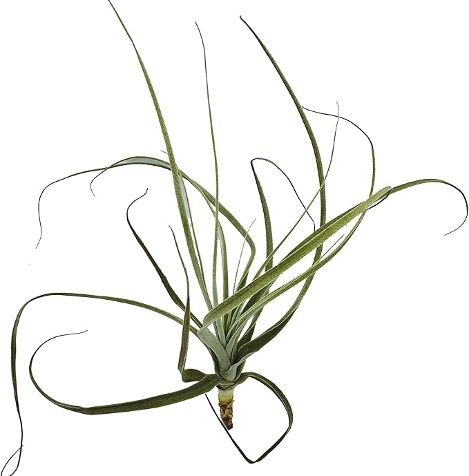 ragnaroc Air Plants - Tillandsia Straminea Jumbo 6-9" - 2ct - Live Arrival Guaranteed - House Plants for Home Decor & Gift