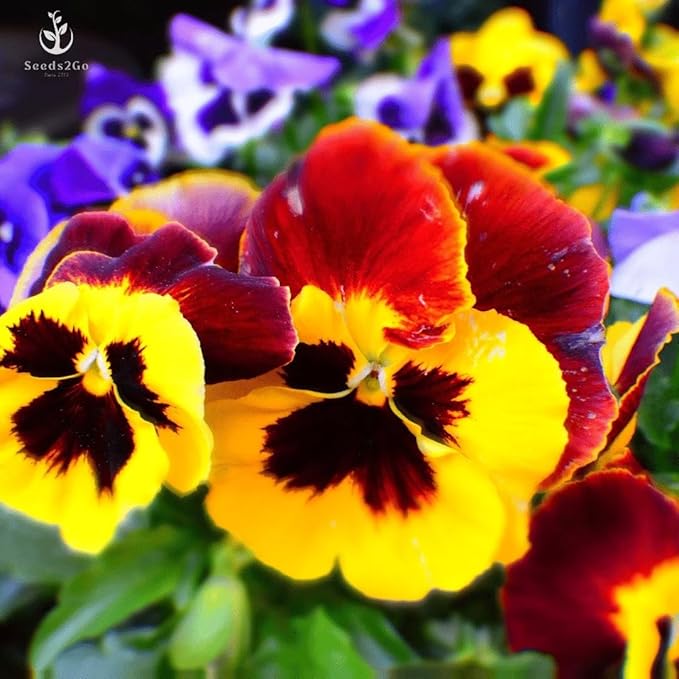 Pansy, Swiss Giant Mixed Color Flower Seeds, Pack of 2000+ Seeds by Seeds2Go