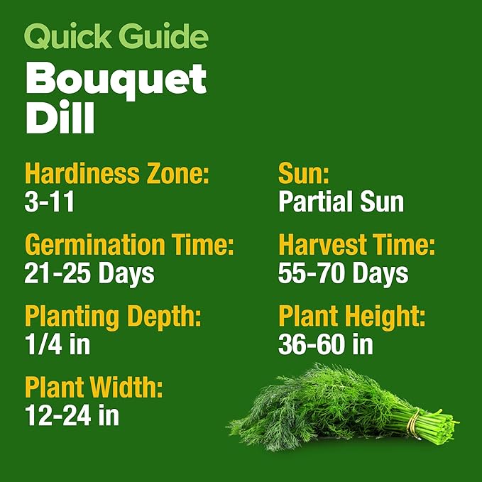 HOME GROWN Dill Seeds for Planting 1,014 Bouquet Dill Seeds and Heirloom Herb Seeds for Planting Outdoors, Grow Your Fragrant Dill Herb Garden (Anethum graveolens)