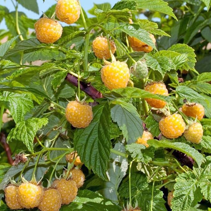 Set 2 Fall Gold Raspberry Plants Live, Raspberry Trees Live Plants, Raspberry Seedlings, 5-9 Inc, Raspberry Fruits Trees