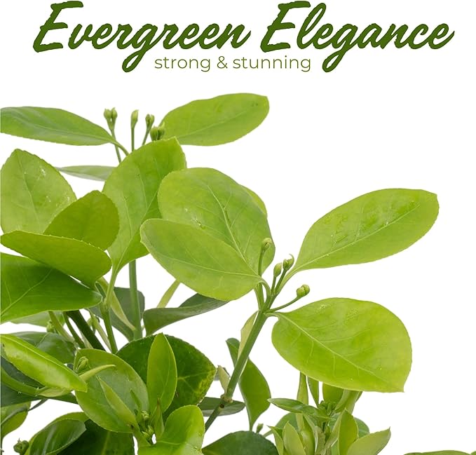 6 Live Manhattan Euonymus Plants (Euonymus Kiautschovicus ‘Manhattan’) – Evergreen Shrub for Hedges, Thriving in 2.5” Nursery Cubes