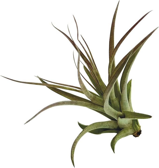 ragnaroc Air Plants - Tillandsia Brachycaulos Multiflora, Jumbo 5-7" - 1 ct - Live Arrival Guaranteed - House Plants for Home Decor & Gift