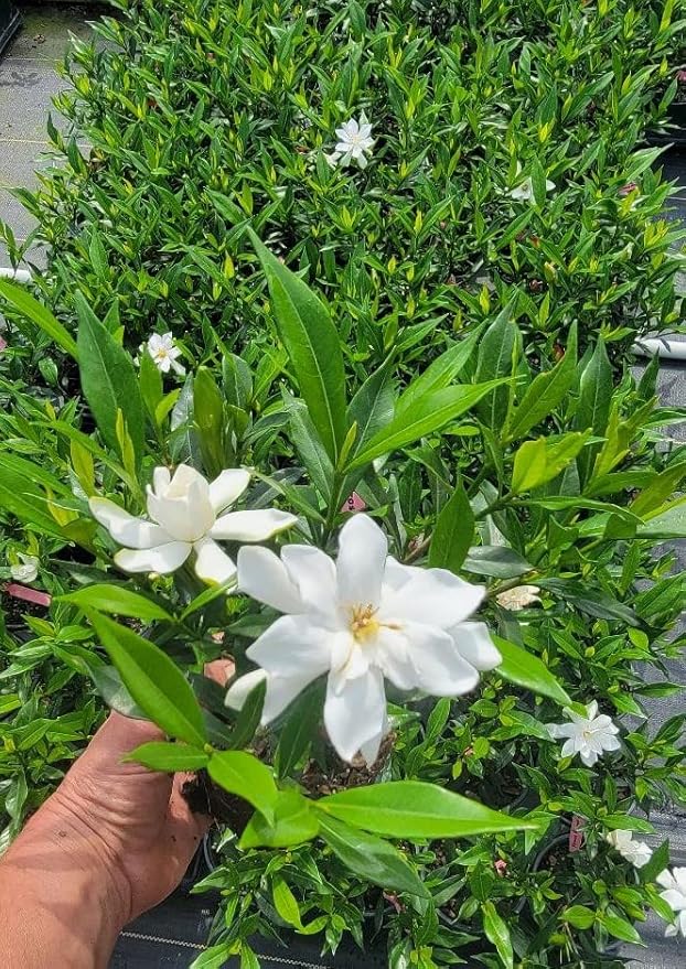 Frost Proof Gardenia - Live Plant - (1 QT)