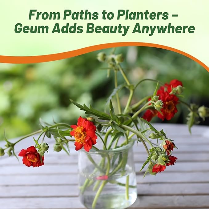 Outsidepride Mrs. Bradshaw Geum Seeds - 1000 Pcs Easy to Grow Perennial Flower Seeds for Planting with Vibrant Blooms Attractive to Pollinators, for Cut Flower Arrangements, Borders, & Flower Beds