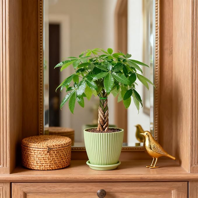 Sprout N Green Small Money Tree with 5 Lucky Braid, Live Plant with Green Stripe Pot, Decoration for Indoor Home Office Tabletop Windowsill Side Table, Housewarming Christmas Gift, 8-10" Tall