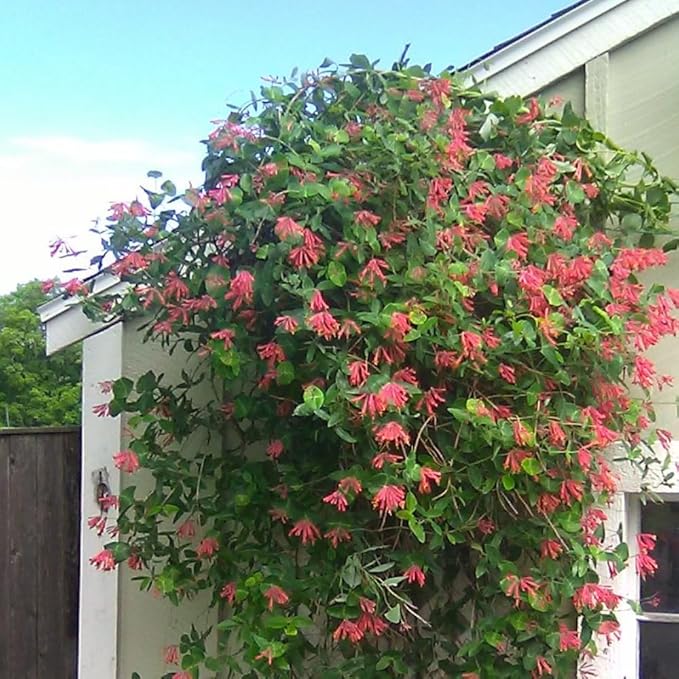 2 Mix Honeysuckle Plants Live, Fragrant Honeysuckle Climbing Vine for Garden, Trellis, or Fence, Starter Plugs 4-8 Inch (Red Blooms)