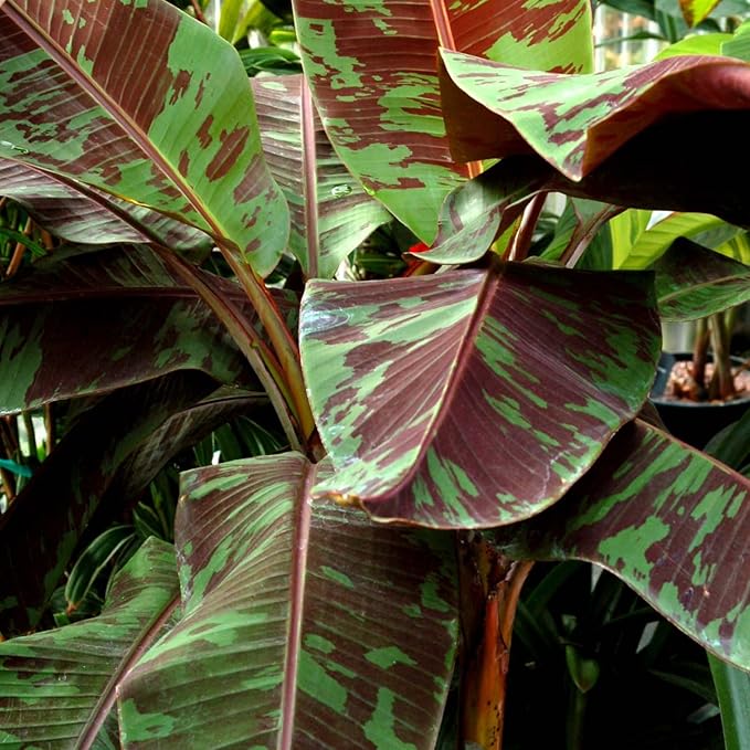 Zebrina Banana Tree Live Plant, Cold Hardy Banana Plant Live, Tropical Banana Fruit Seedling, Well Rooted 4-8 Inch Tall