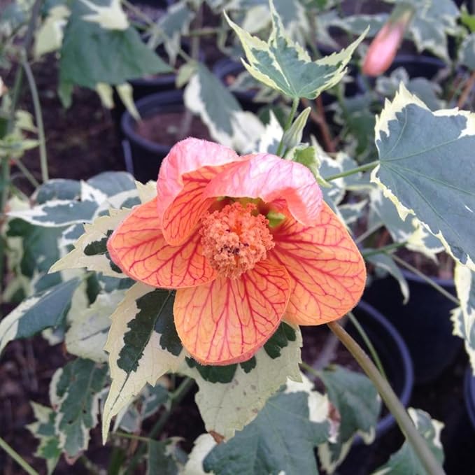 2 Abutilon Plants Live 5-8 Inches Tall - Abutilon Lantern Trailing Hanging Flower Vine Perfect for Enhancing Your Indoor Outdoor Garden (Variegated Apricot)