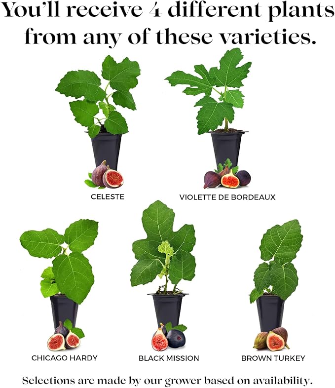 Fig Tree Collection (4 Pack) Edible Fruit Plant from Our Optimal Picks | Easy to Grow Plants for Sustainable Living | Grow Your own Food on Your Edible Organic Garden | Live for Planting | No Seeds