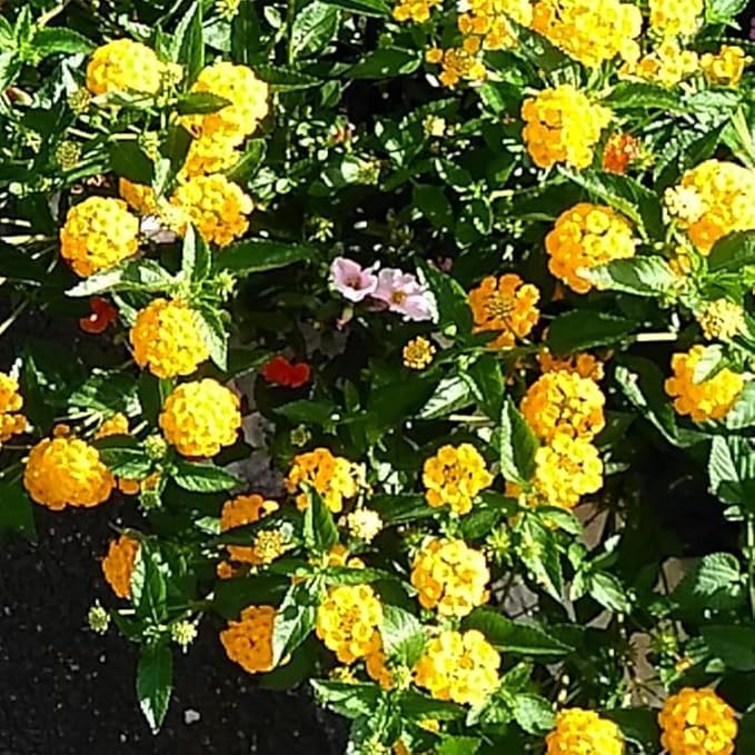 2 Trailing Lantana Plants Live, Lantana Live Plants for Planting Outdoors Between 5 and 7 Inc Long Garden (Yellow)