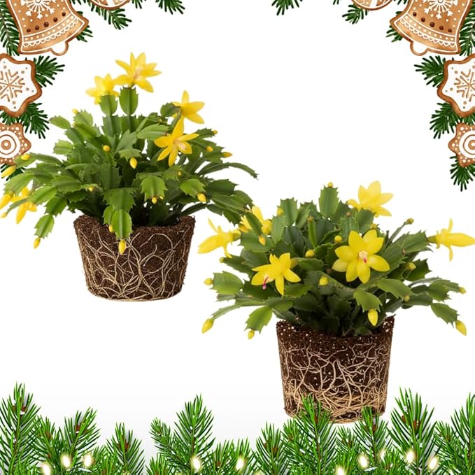 2 Yellow Christmas Cactus Plants, Thanksgiving Cactus 3-6 Inch Tall, Winter Succulents Flowers Container Hanging Basket Indoor Outdoor Planting