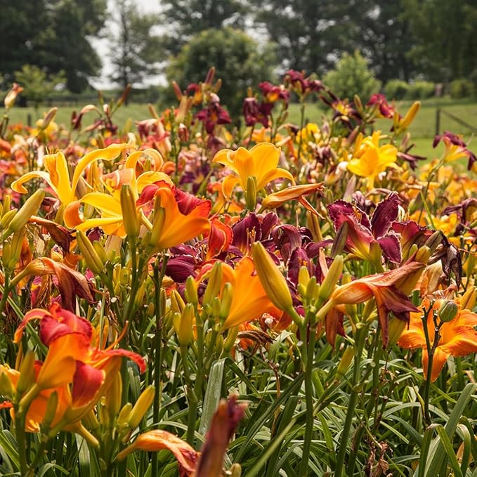 Hybrid Mixed Daylily Flower Bulbs – 3 Bulbs per Pack – Colorful Assortment, Pollinator Friendly, Rabbit Resistant – Hardy Perennial for Full Sun Gardens (Zones 3–9) Fall Planting Spring Blooming