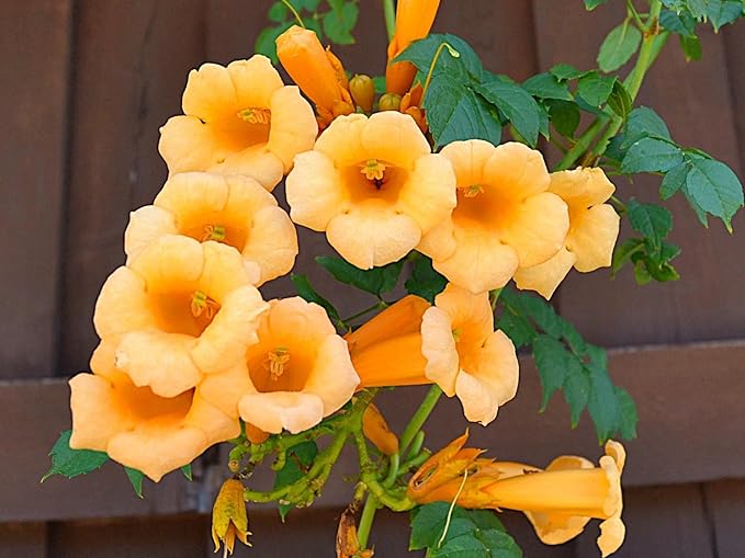 Greenwood Nursery: Live Perennial Plants - Yellow Trumpet Creeper Vine + Campsis Radicans - [Qty: 3X 3.5 Pots] - (Click for Other Available Plants/Quantities)