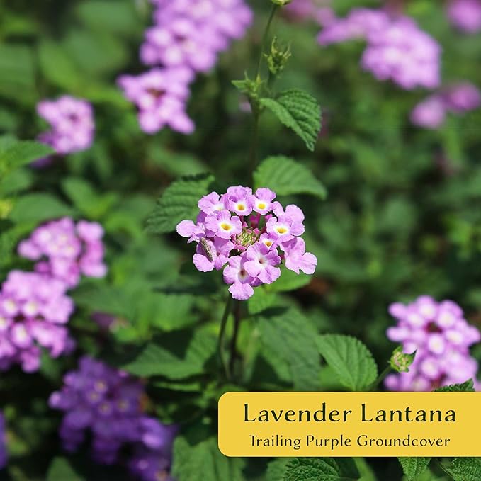 12 Lavender Lantana in 2.5” Nursery Cubes (Lantana montevidensis) | Trailing Live Evergreen Shrub for Containers & Landscapes | Ready-to-Plant Live Starter Plants