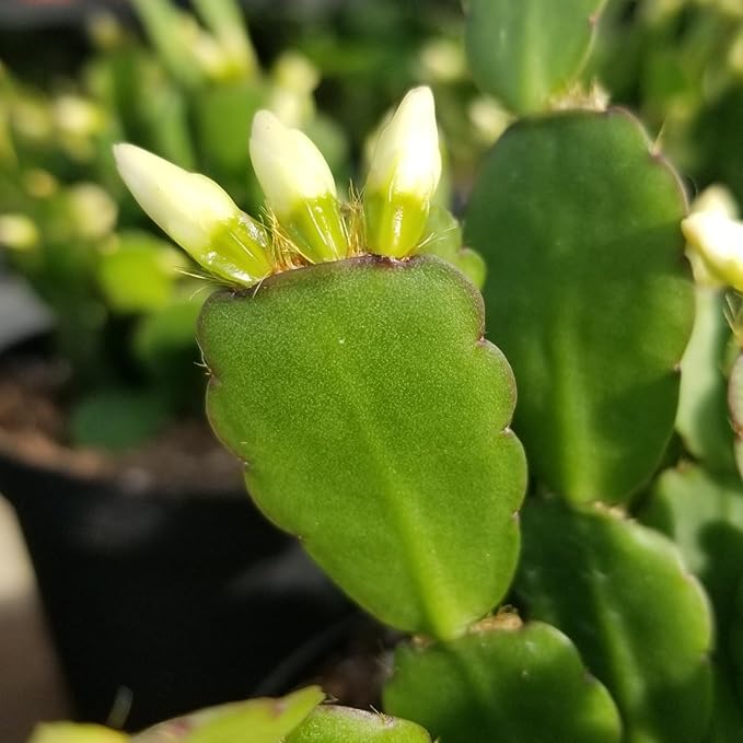 Easter Cactus Plants Live, Easter Cactus - 4 to 6 Inch Tall Houseplant Succulent Cactus Flower Plants, No Pot (White Flowers)